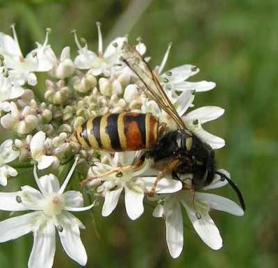 Paravespula_rufa_-_Rote_Wespe_01.jpg