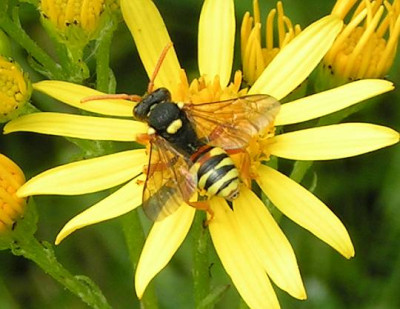 Nomada_spec_-_Wespenbiene_01.jpg