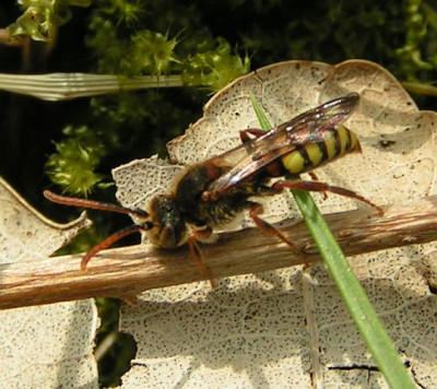 Nomada_fucata_-_Wespenbiene_03.jpg