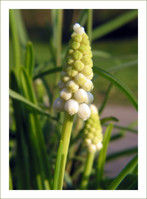 MUSCARI_MO_0204.jpg