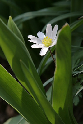 vorwitzige-Anemone.jpg