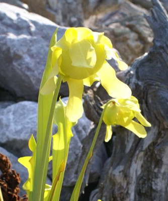 Sarracenia_flava.JPG