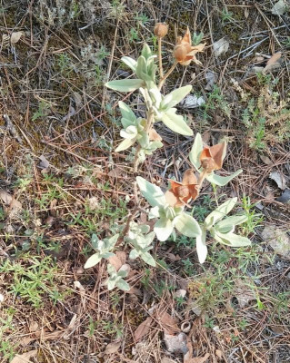 Cistus_albidus_0716.jpg