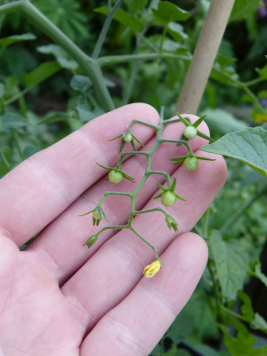 2018-05-23 Tomaten 'Gelbe Johannisbeere'.jpg