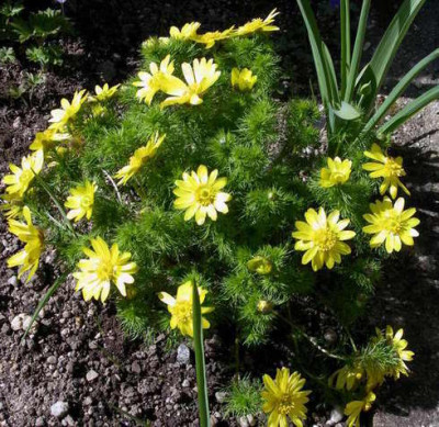 Adonis_vernalis_2007-04-06.JPG