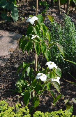 Cornus-Claudia.18-1.jpg