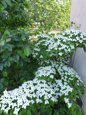 2018-05-29 Cornus kousa 1.jpg