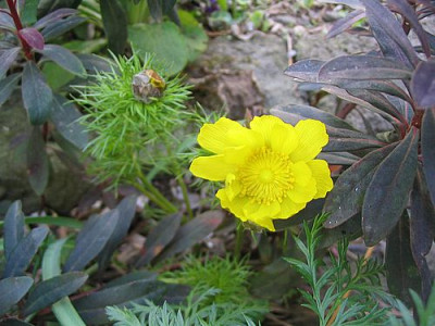 Adonis_vernalis_fars_2007.jpg