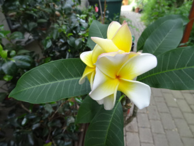 plumeria Peach.JPG