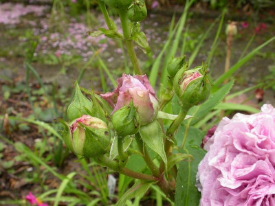 Wühltischrose Knospen.jpg