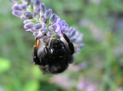 Steinhummel-B-1.jpg