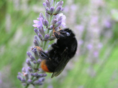 Steinhummel-B-2.jpg