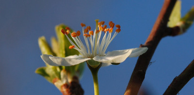 Reneclaude-Erste-Bluete.jpg