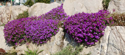 Blaukissen_Steinmauer_T_0632.jpg