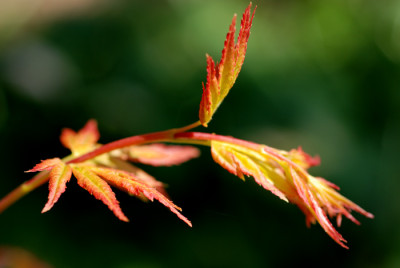 Acer-Orange-Dream-0807.jpg