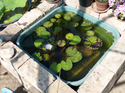 2018-06-07 Nymphaea.jpg