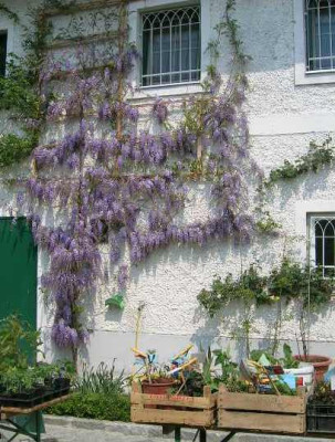 Wisteria_bei_heidi.jpg