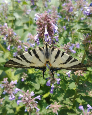 Schmetterling_190618.jpg