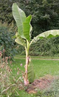 08_29____Musa......__banane.jpg