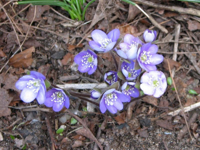 Hepatica pyrenaica.jpg