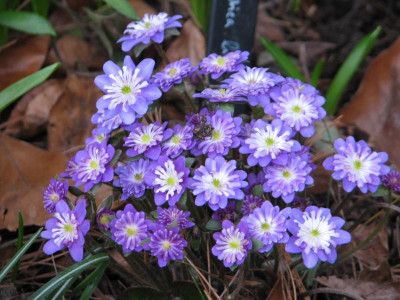 Hepatica violett gefüllt 1.JPG