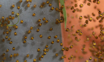 Gartenkreuzspinne-Nest.jpg