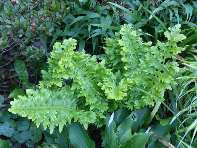 2018-08-10 Farne Polypodium australe 'Barrowii'.jpg