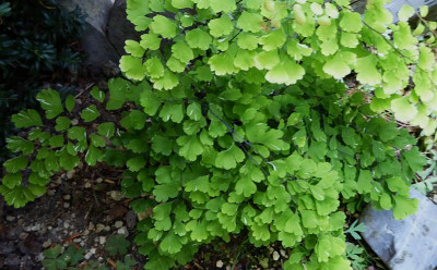 Adiantum raddianum 'Variegated Tesselate' ...   12.8.18 016.jpg