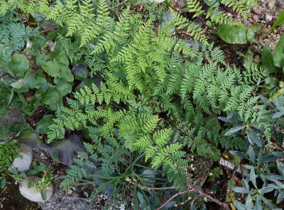 Cheilanthes alabamensis  ...   12.8.18 018.jpg