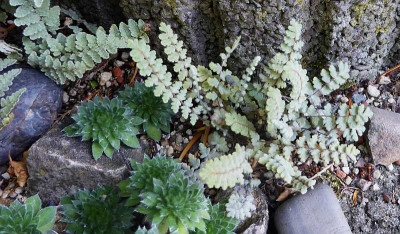 Cheilanthes yatskievychiana  ...  12.8.18 049.jpg