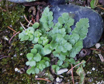 Asplenium x clemontae   ...  12.8.18 047.jpg