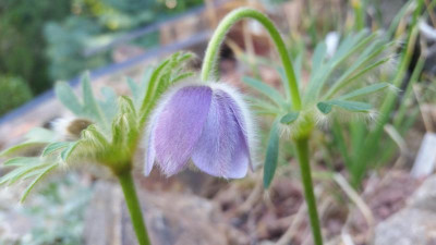 Pulsatilla tatewakii 23.08.18.jpg