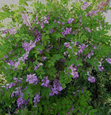 Indigofera kirilowii  ...  22.5.18 001.jpg