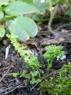 2018-08-26 Athyrium 'Lady in Lace' 1.jpg