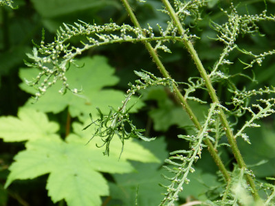 2018-06-11 Farne Dryopteris 'Linearis Polydactyla' 2.jpg