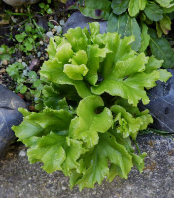 Asplenium scol.  ...  25.9.18 017.jpg