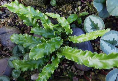 Asplenium scol.  ...  Ro Klein.  25.9.18 008.jpg