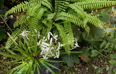 Asplenium monanthes ... 1.10.18 005.jpg