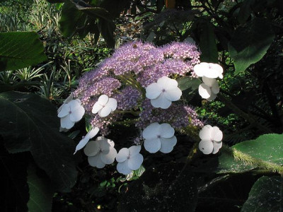 Hydrangea_aspera.jpg