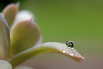 Echeveria-Tropfen-2-k.jpg