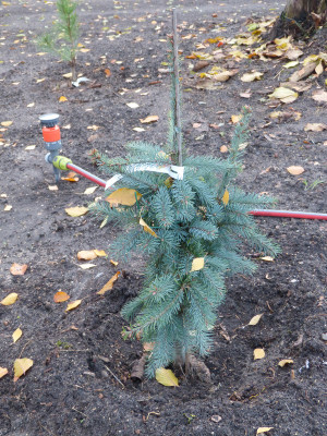 2018-11-12 Pseudotsuga menziesii 'Glauca Pendula'.jpg