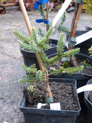 2018-12-07 Abies pinsapo 'Tazaotana'.jpg