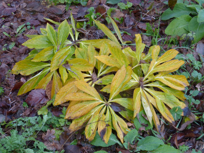 2018-12-09 Helleborus x orientalis 2.jpg