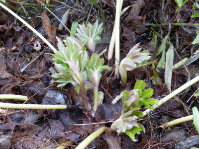 2018-12-09 Helleborus x orientalis 1.jpg