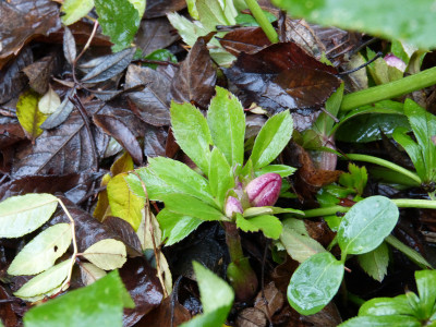 2018-12-09 Helleborus x orientalis 'Roter Januar'.jpg