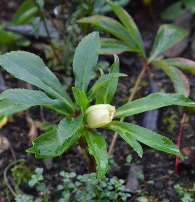 Helleborus-Sämling-creme.18-2.jpg