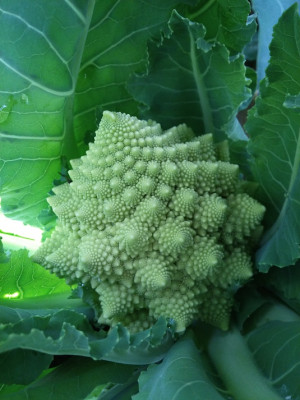 Romanesco251218.jpg