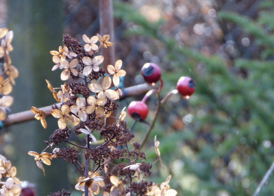 2019-01-01 Gartenimpressionen 3.jpg