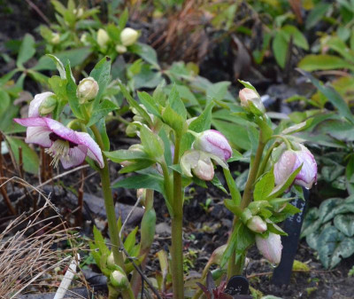 Helleborus-Sämling-Picotee-roteNektarien.18-4.jpg