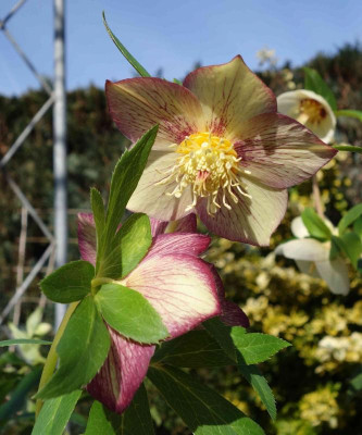 Helleborus-Neon-Jule3.jpg